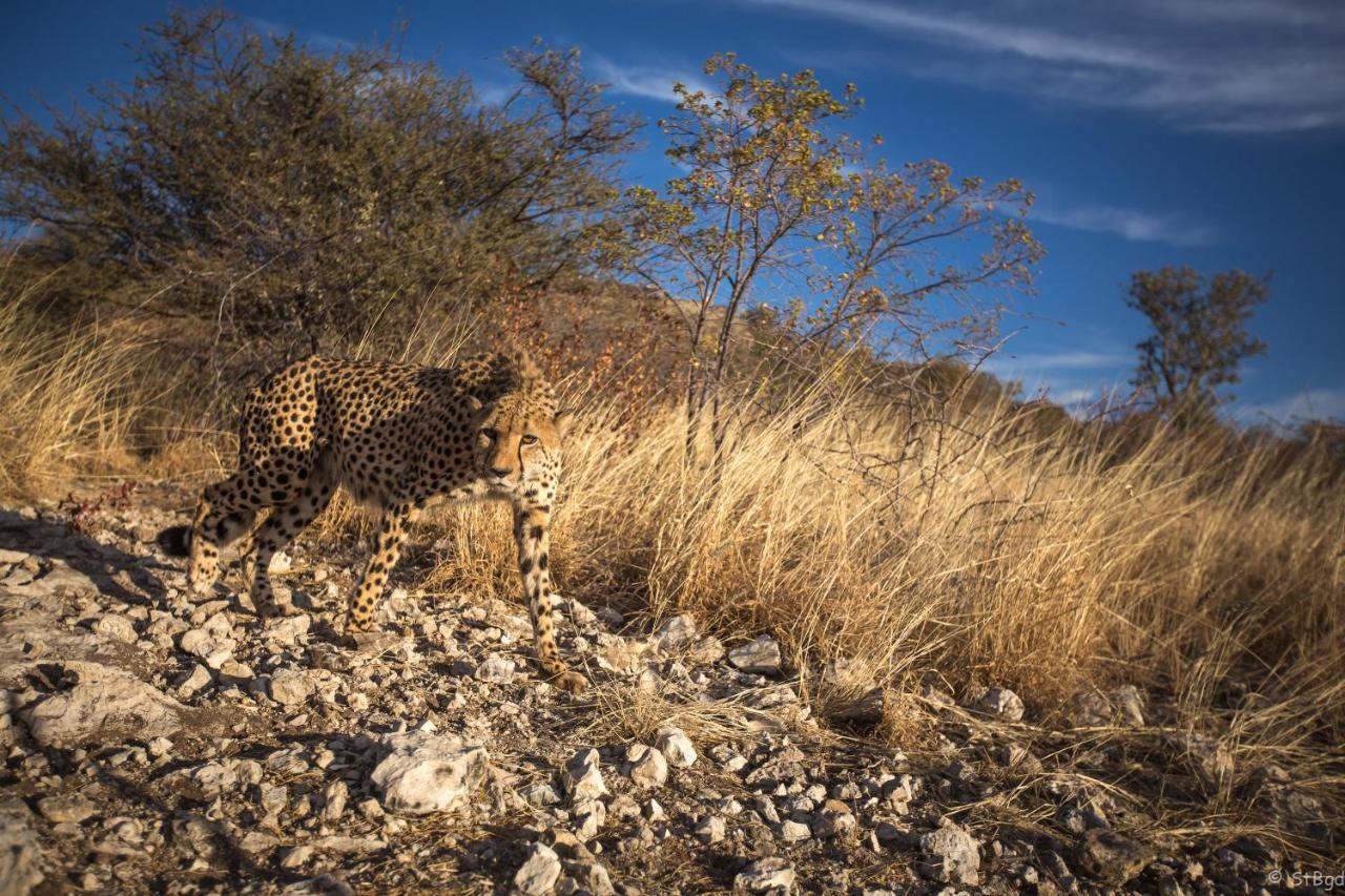Aloegrove Safari Lodge Очиваронго Екстер'єр фото