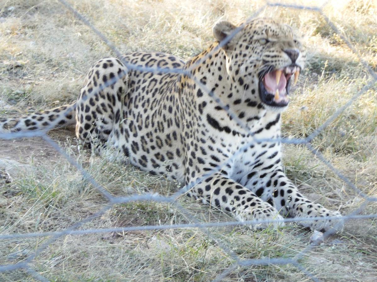 Aloegrove Safari Lodge Очиваронго Екстер'єр фото