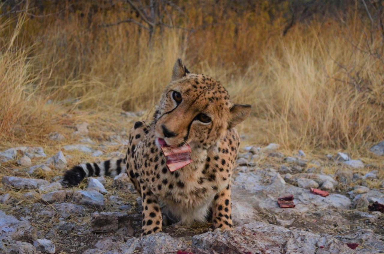 Aloegrove Safari Lodge Очиваронго Екстер'єр фото