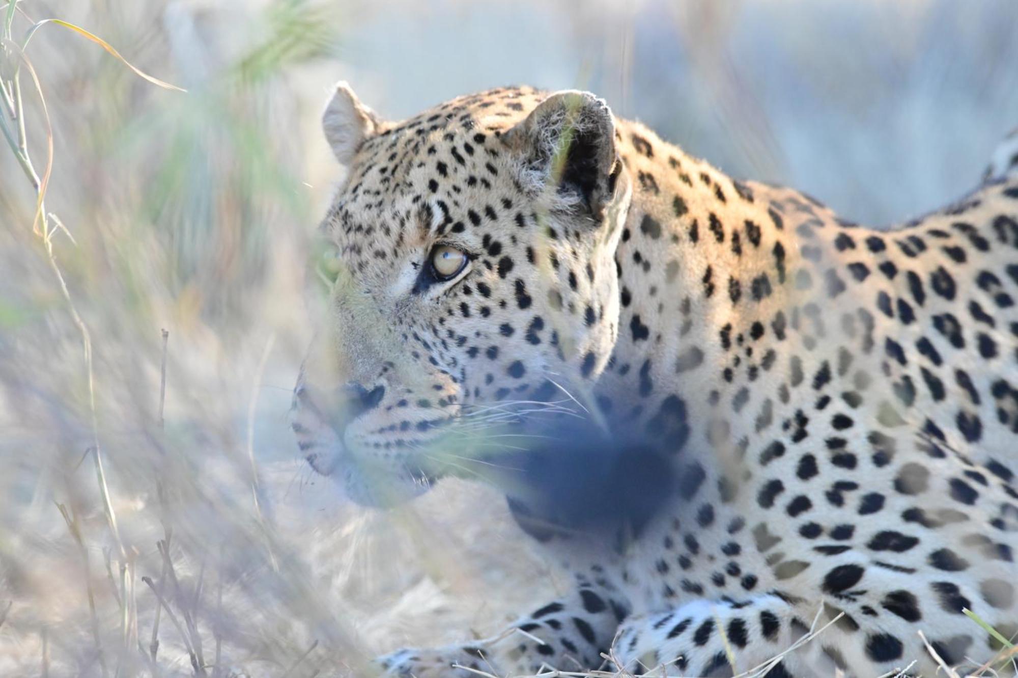 Aloegrove Safari Lodge Очиваронго Екстер'єр фото