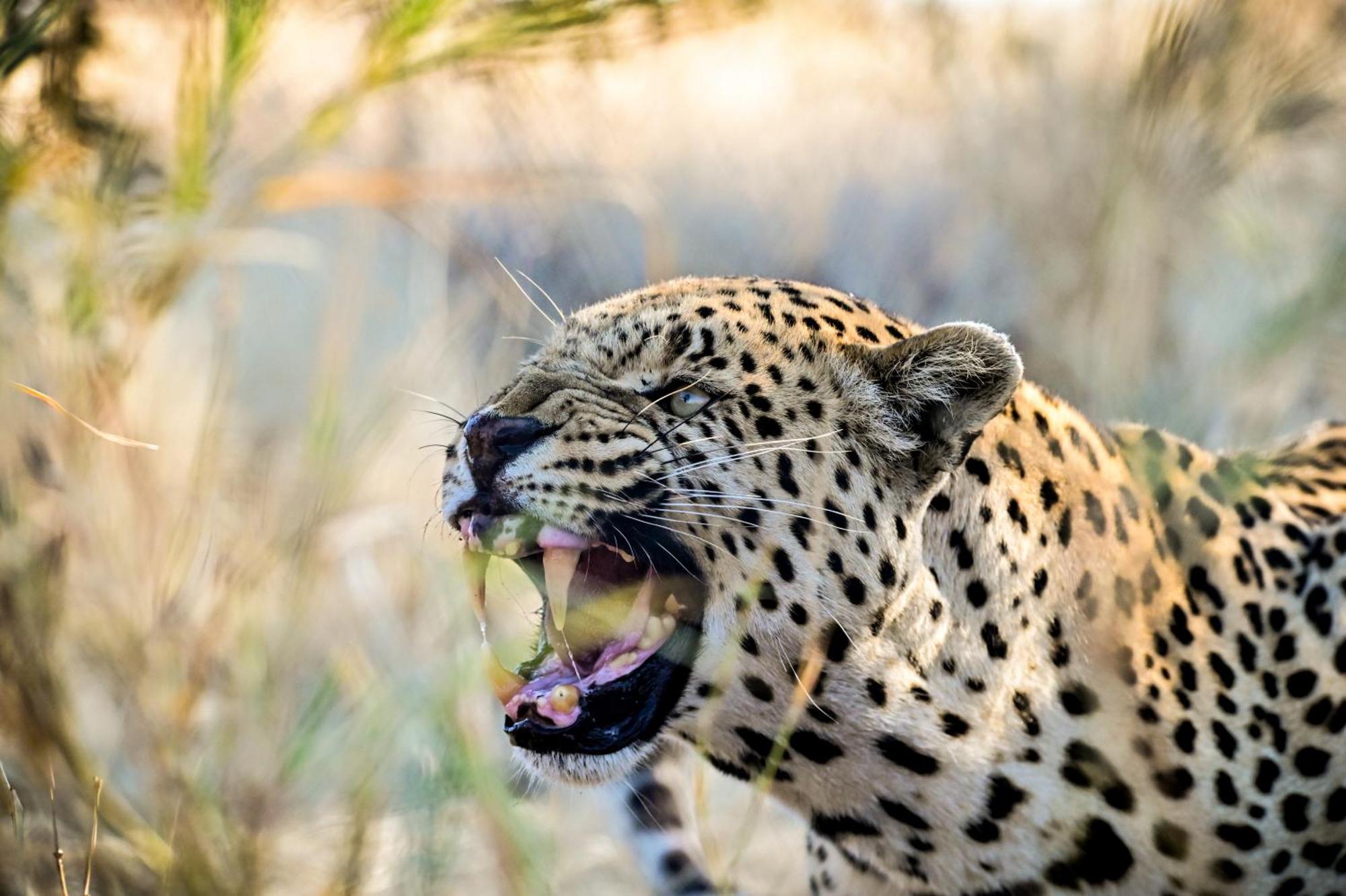 Aloegrove Safari Lodge Очиваронго Екстер'єр фото