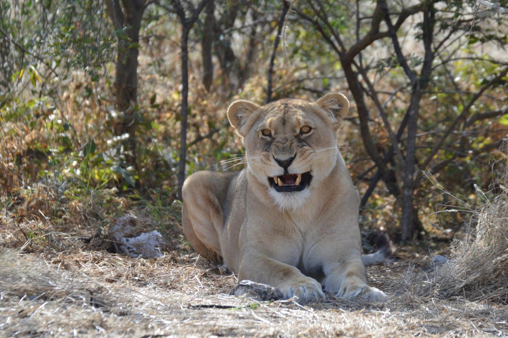 Aloegrove Safari Lodge Очиваронго Екстер'єр фото