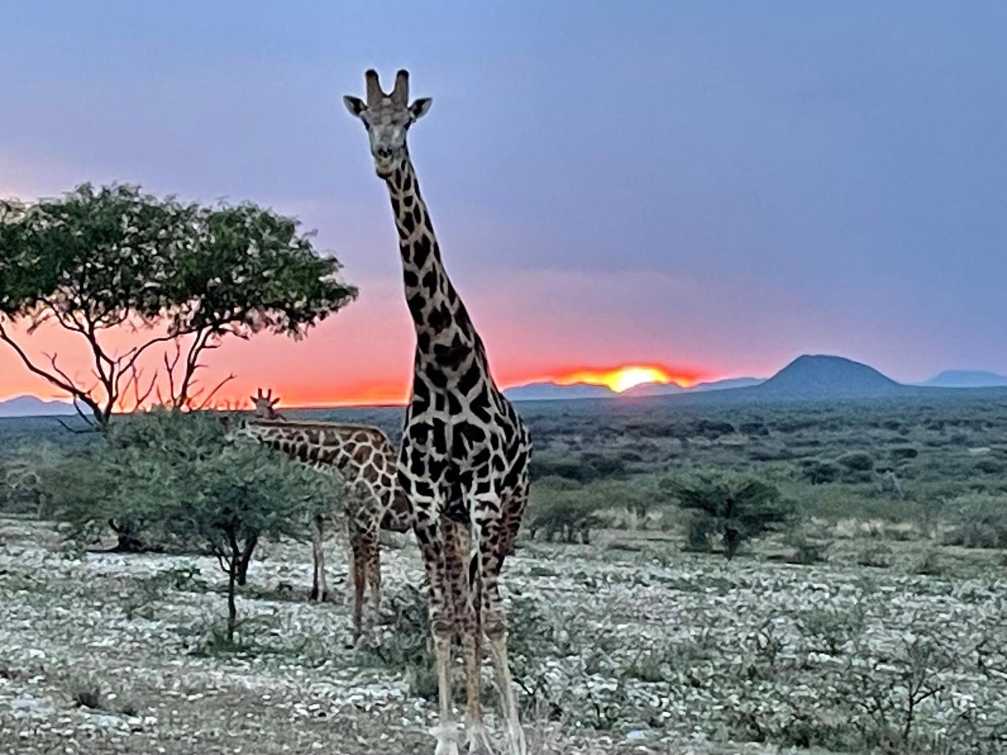 Aloegrove Safari Lodge Очиваронго Екстер'єр фото