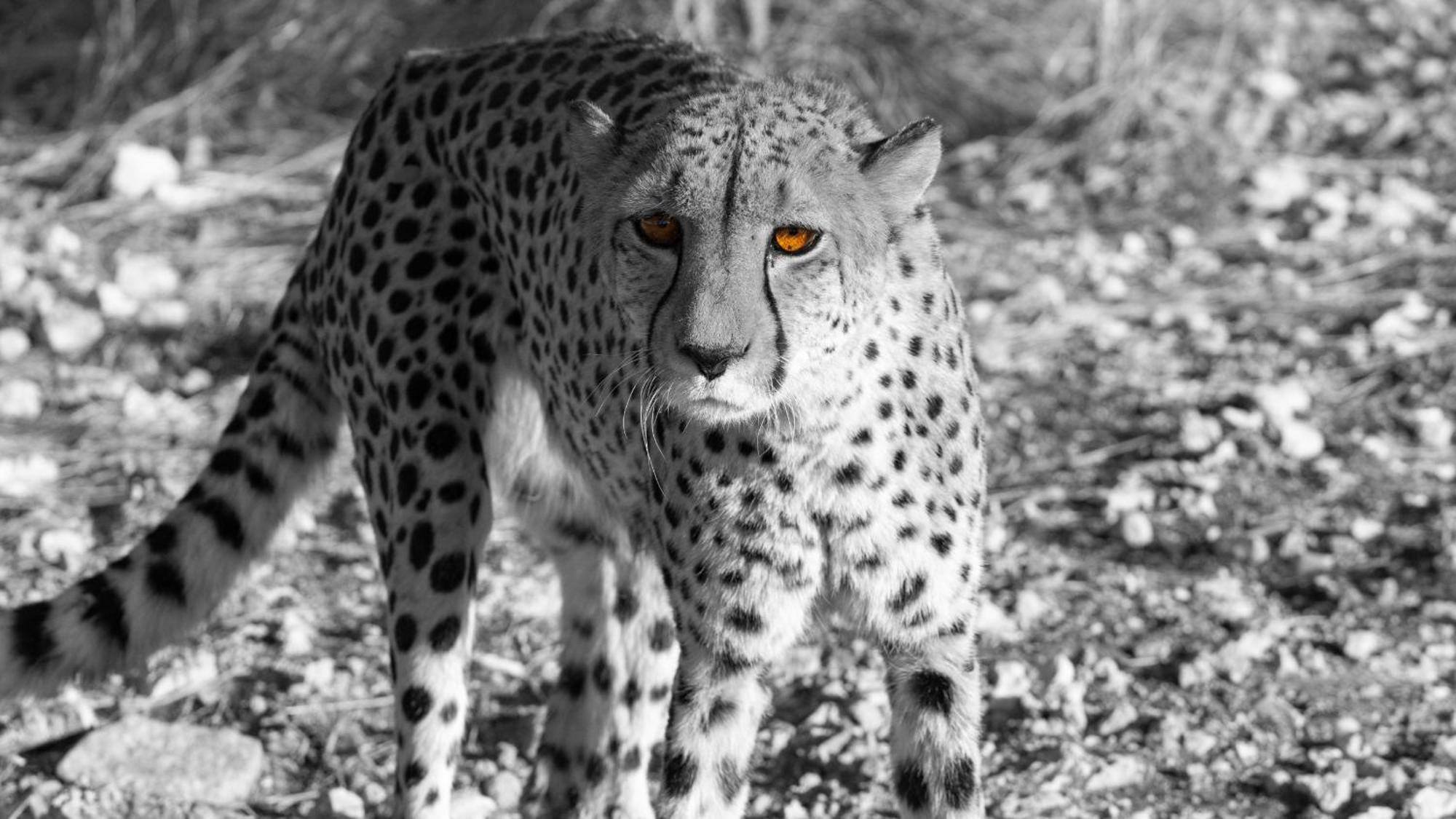 Aloegrove Safari Lodge Очиваронго Екстер'єр фото
