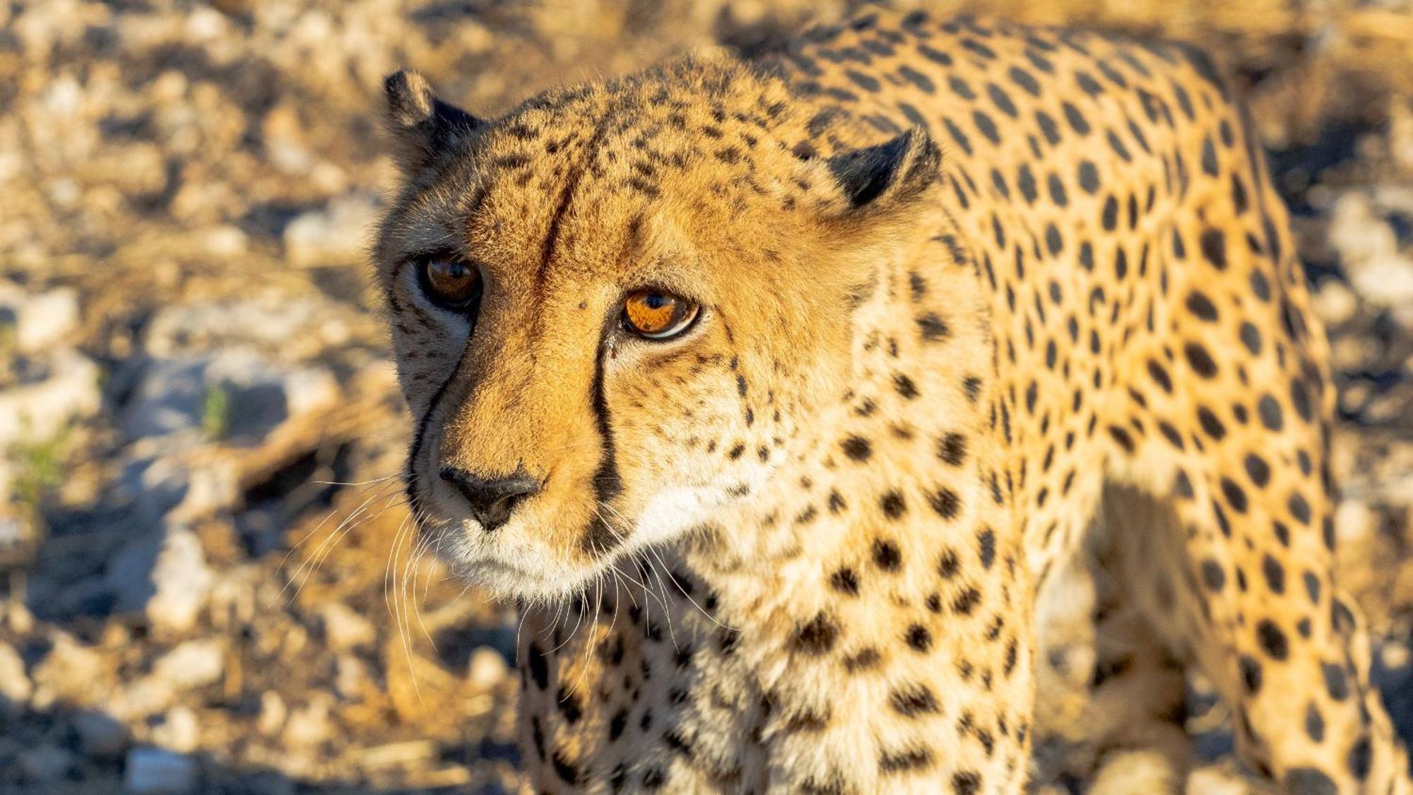 Aloegrove Safari Lodge Очиваронго Екстер'єр фото
