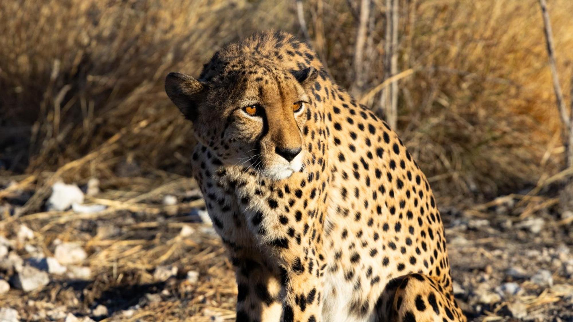 Aloegrove Safari Lodge Очиваронго Екстер'єр фото
