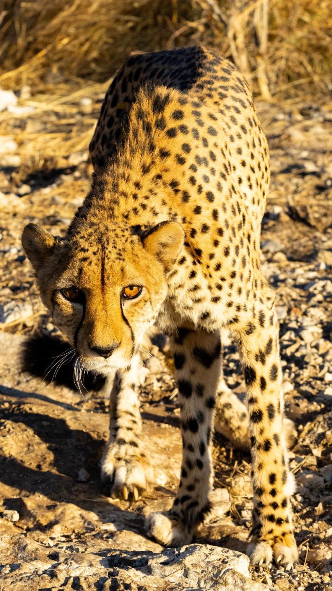 Aloegrove Safari Lodge Очиваронго Екстер'єр фото