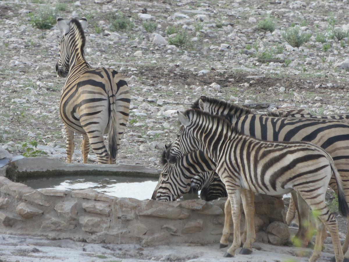 Aloegrove Safari Lodge Очиваронго Екстер'єр фото