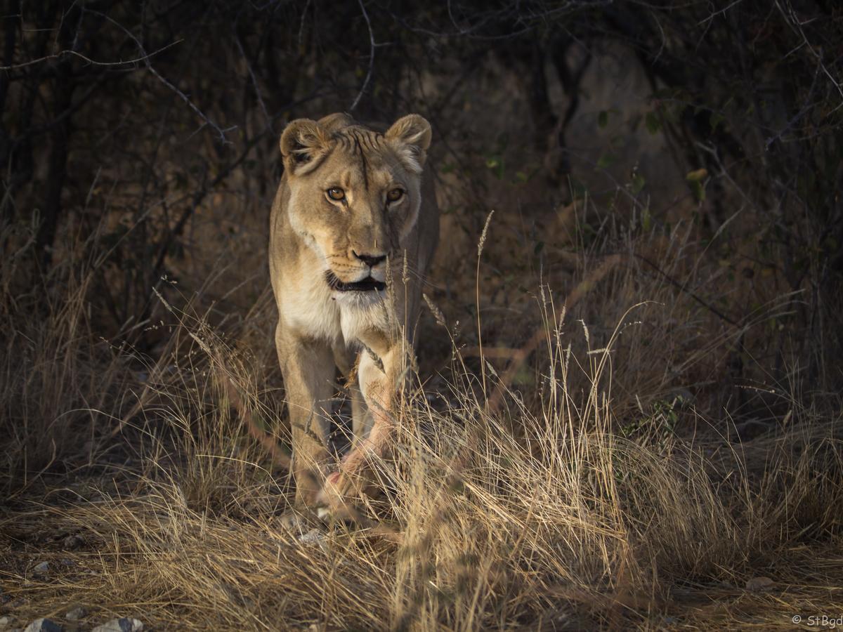 Aloegrove Safari Lodge Очиваронго Екстер'єр фото