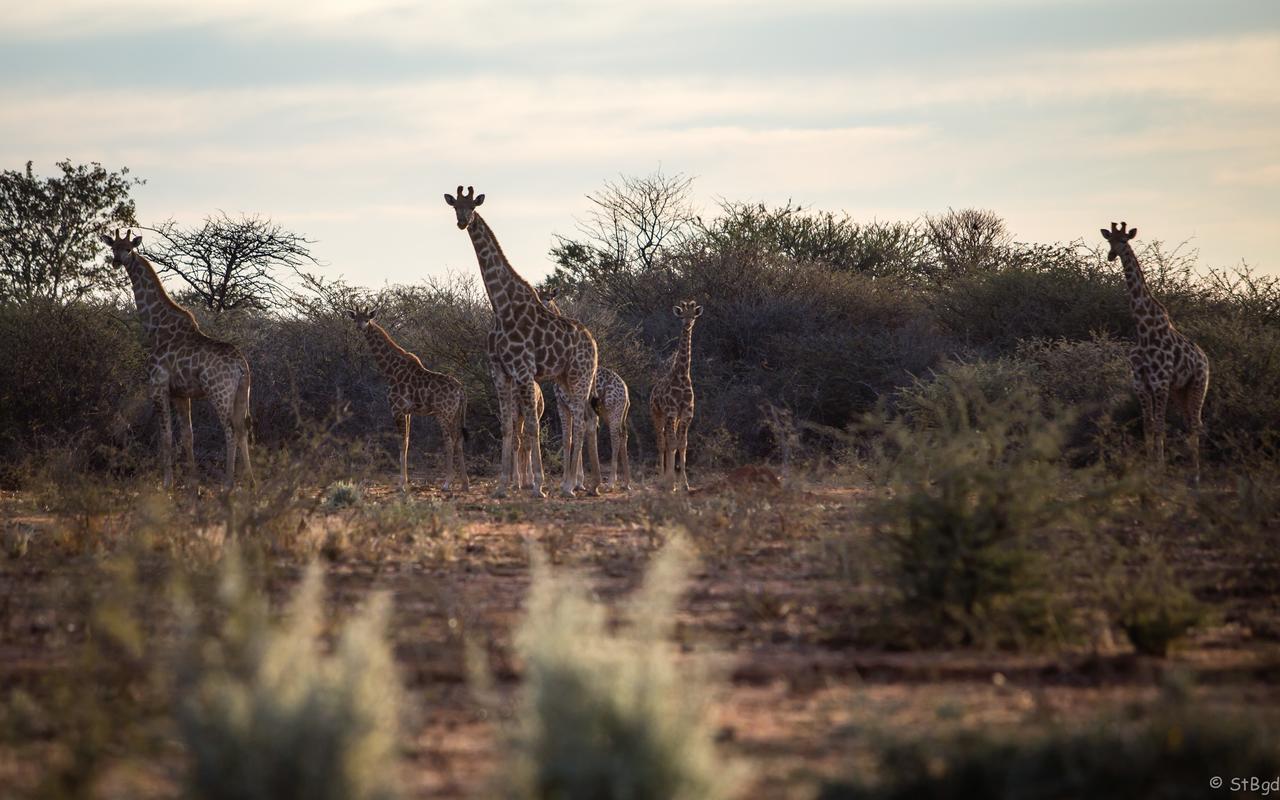 Aloegrove Safari Lodge Очиваронго Екстер'єр фото