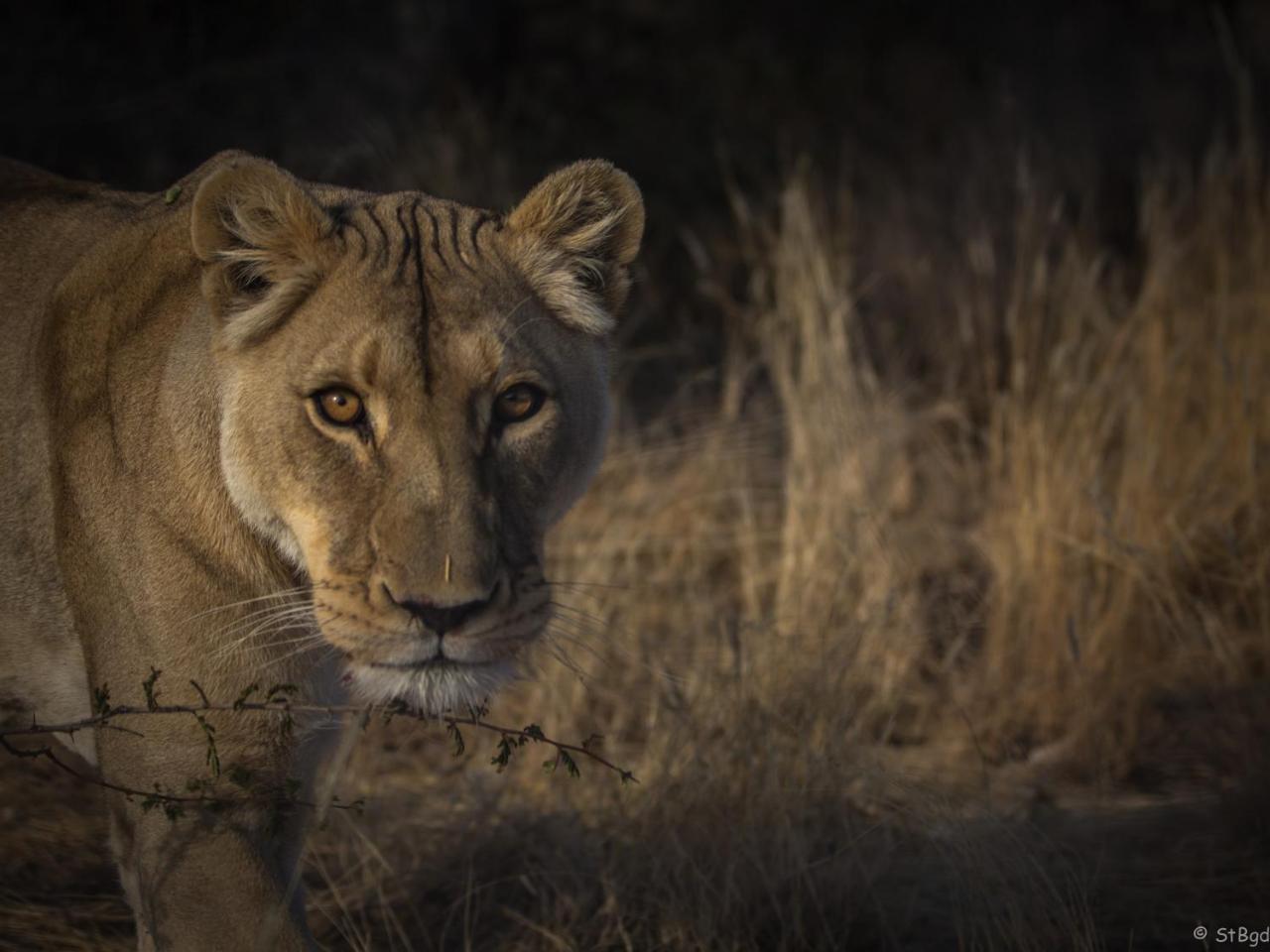 Aloegrove Safari Lodge Очиваронго Екстер'єр фото
